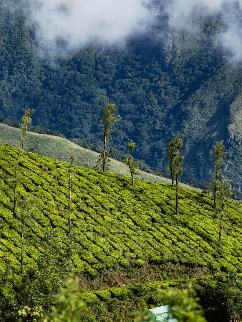 Misty coffee plantation hills of Coorg reached by taxi from Mangalore